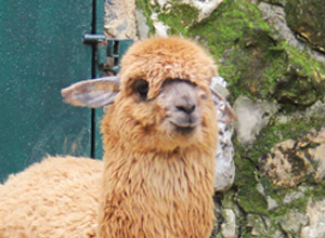 Alpaca