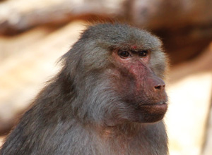 Baboon 