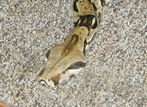 Boa Constrictor