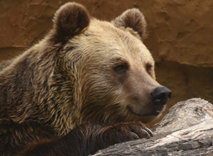 Brown Bear