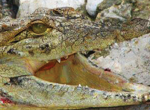 Alligator