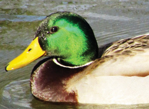 Mallard