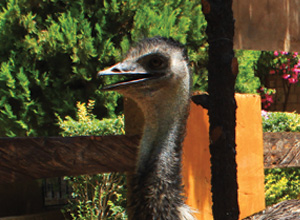 EMU