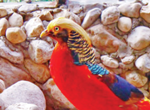 Golden Pheasant