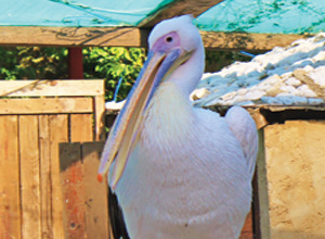 Great White Pelican