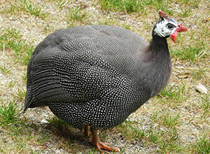 Guinea Fowl 