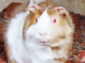 Guinea Pig