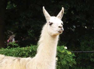 LLAMA