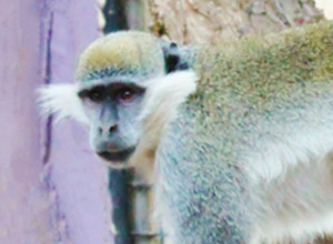 Macaque