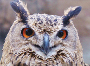 Eagle Owl