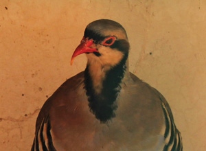 Partridge