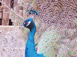 Peacock 