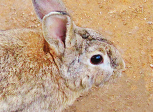 Rabbit