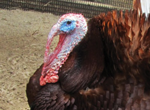 Turkey