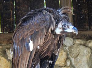 Eurasian Griffon Vulture