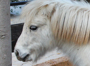 Falabella Horse