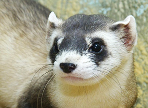 Ferret