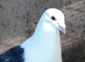 Pigeon